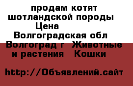 продам котят шотландской породы › Цена ­ 1 500 - Волгоградская обл., Волгоград г. Животные и растения » Кошки   